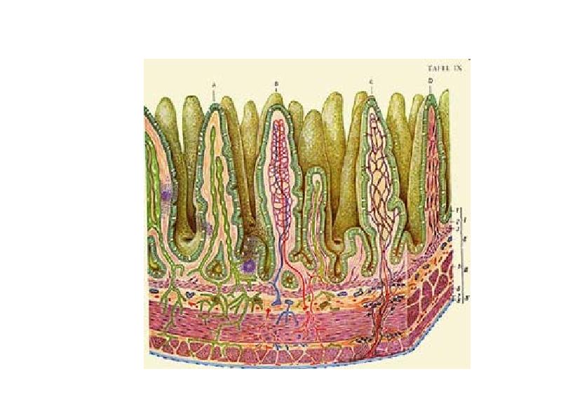 Количество кишечных ворсинок в стенке тонкого кишечника тест