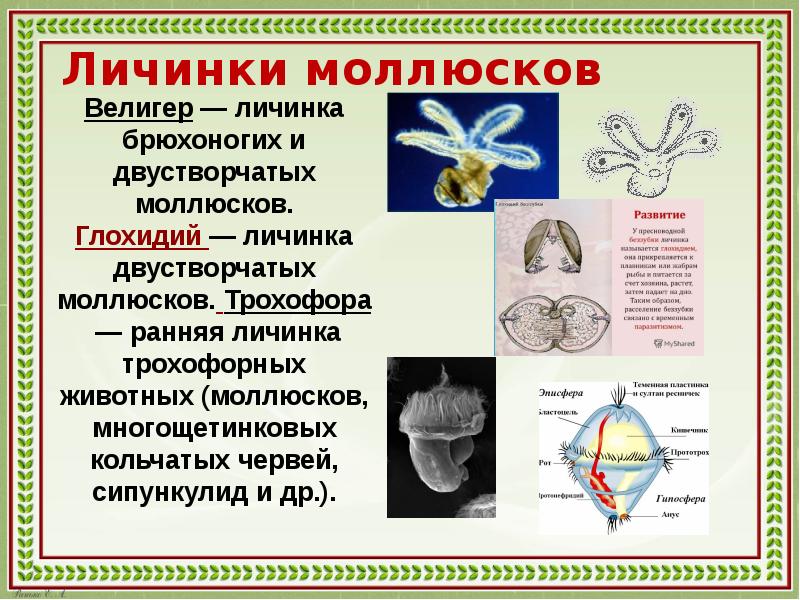 Сравните изображения личинок морского брюхоногого моллюска и морского многощетинкового червя