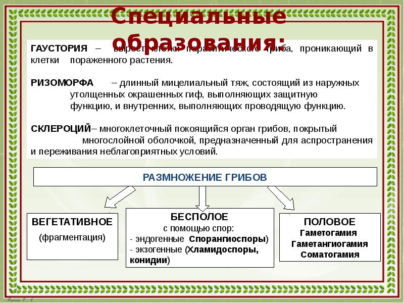 Презентации для подготовки к олимпиадам по биологии