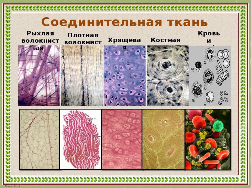 Изображение соединительной ткани