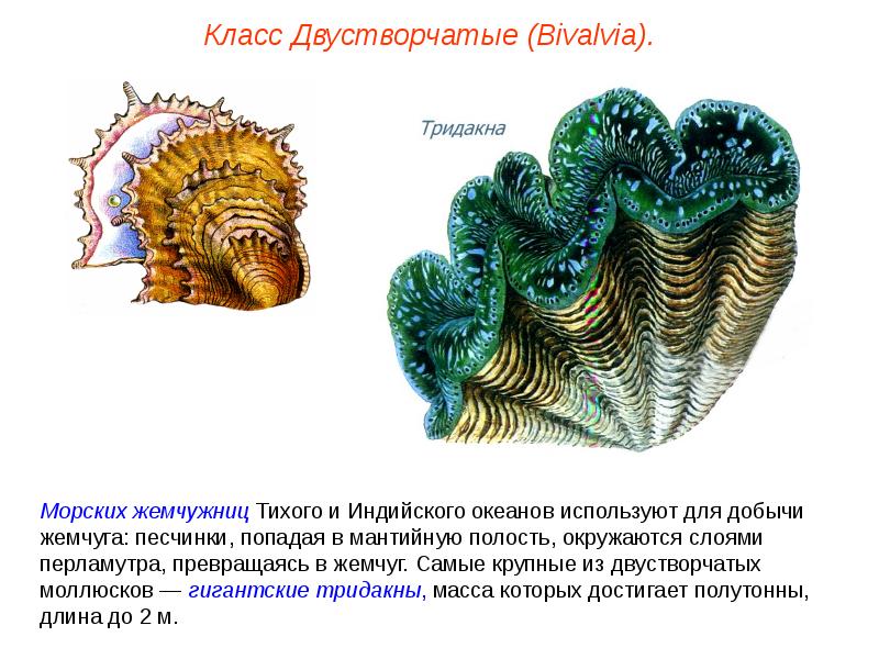 Двустворчатые моллюски презентация