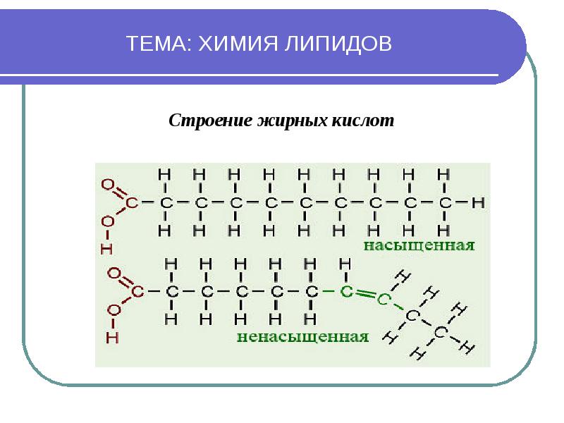 Презентация на тему липиды их строение и функции