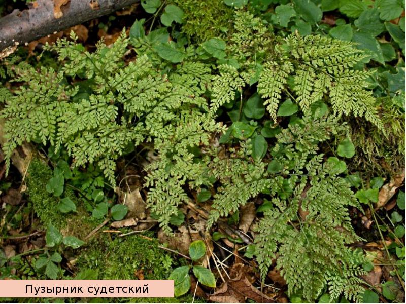 Ломкий. Пузырник судетский. Папоротник цистоптерис судетский. Пузырник папоротник. Папоротник пузырник ломкий.