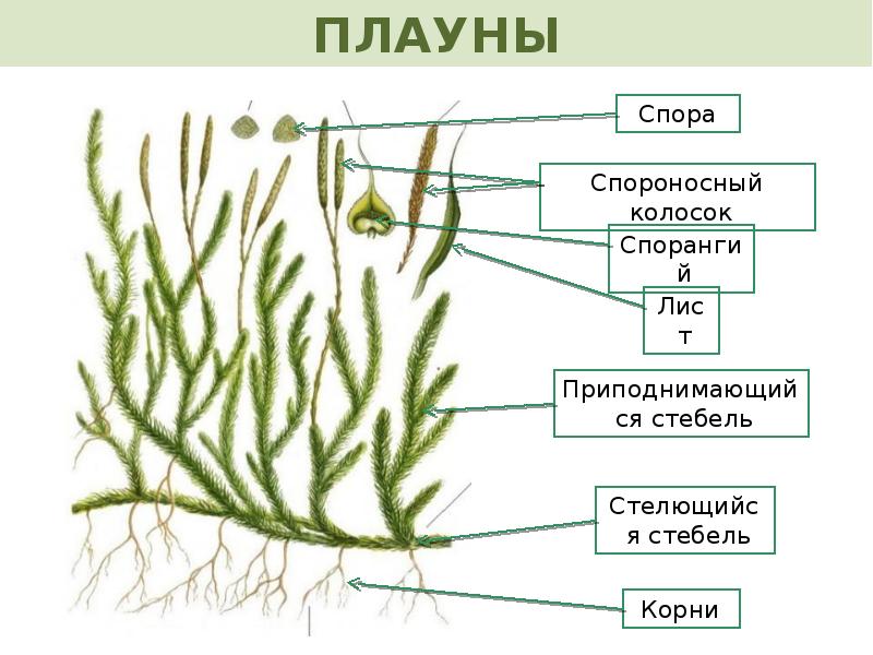 Плауны хвощи папоротники презентация