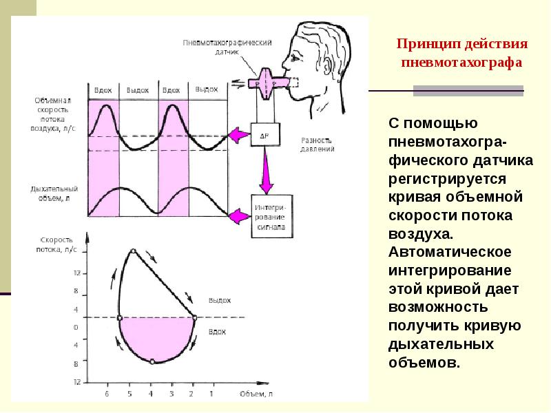 Презентация пропедевтика внутренних болезней дыхательная система