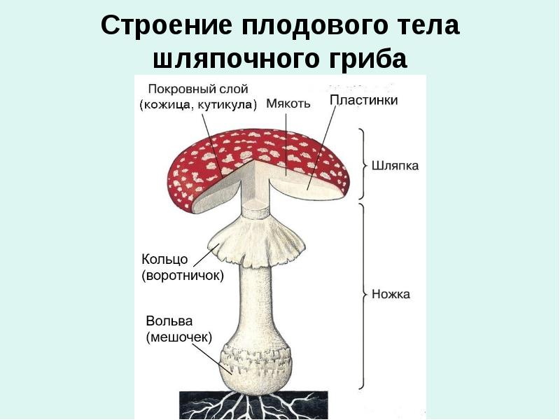 Схема строения шляпочного гриба