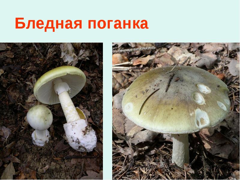 Бледная поганка Бледная поганка