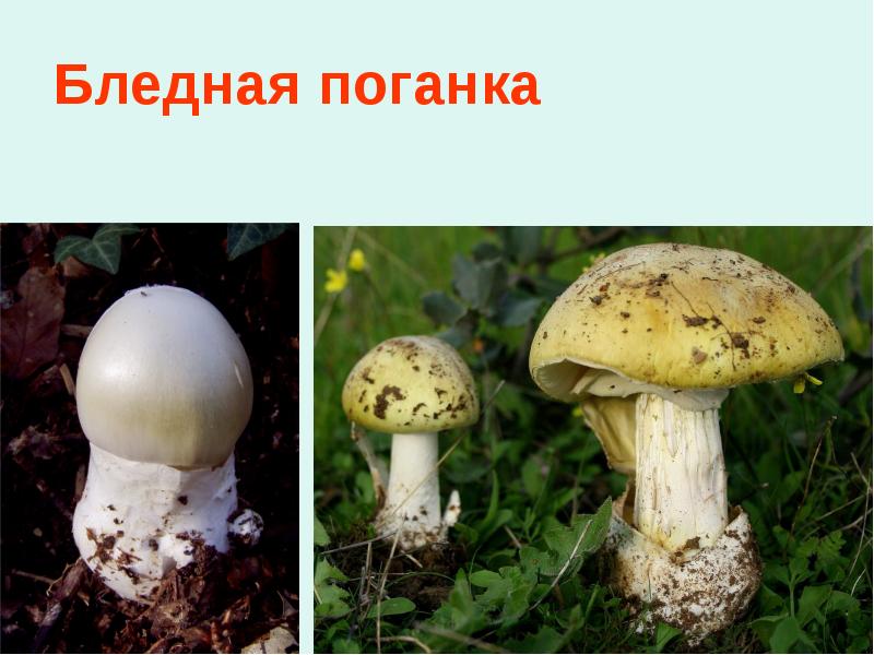 Бледная поганка Бледная поганка