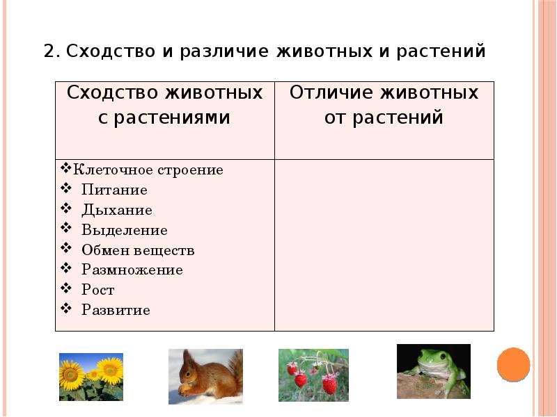 Чем животные отличаются от растений