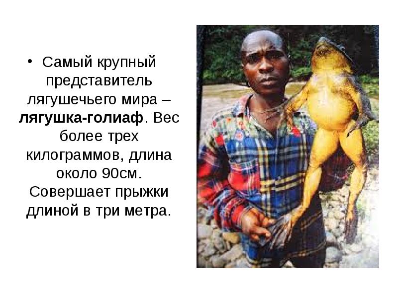 Лягушка голиаф фото с человеком