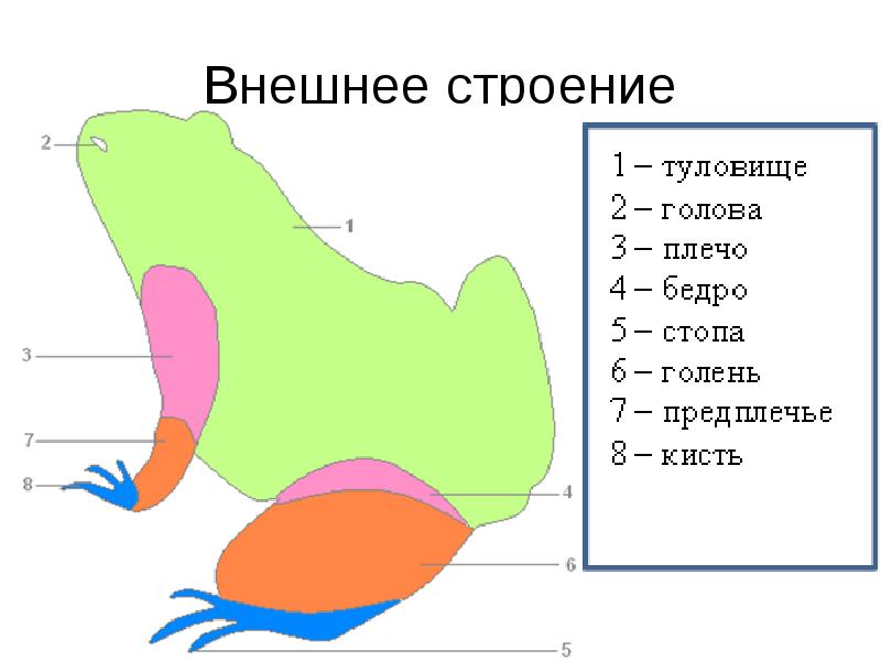 Рассмотри рисунок и подпиши основные части тела лягушки