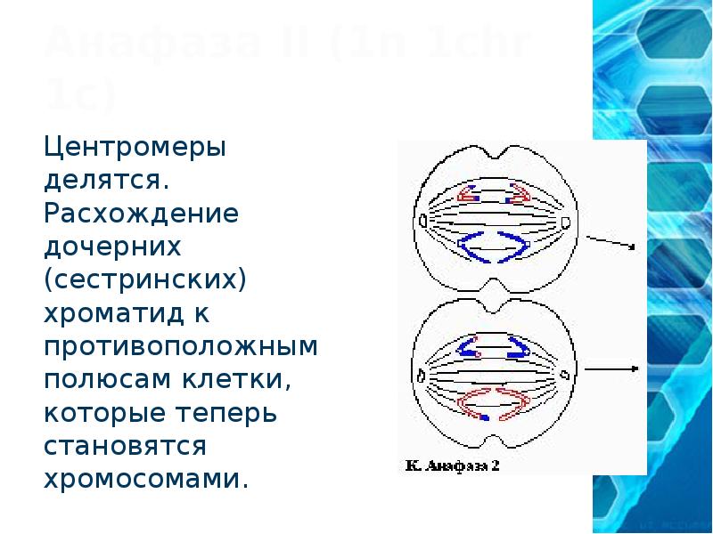 Фаза деления клетки в которой хроматиды