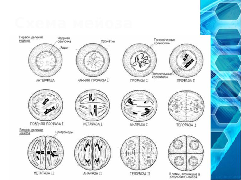Мейоз в картинках
