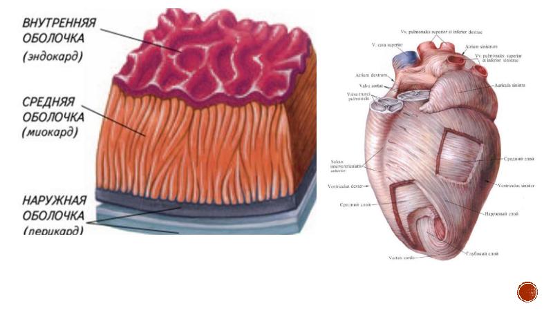 Средняя оболочка сердца. Стенка сердца эндокард миокард эпикард. Эндокард сердца анатомия. Эпикард анатомия. Эндокард эпикард миокард строение.