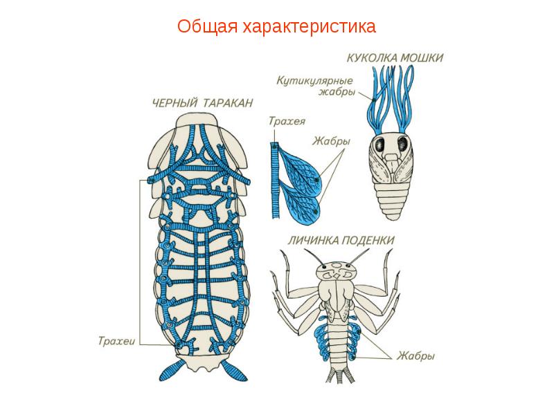 Дыхательная система насекомых рисунок