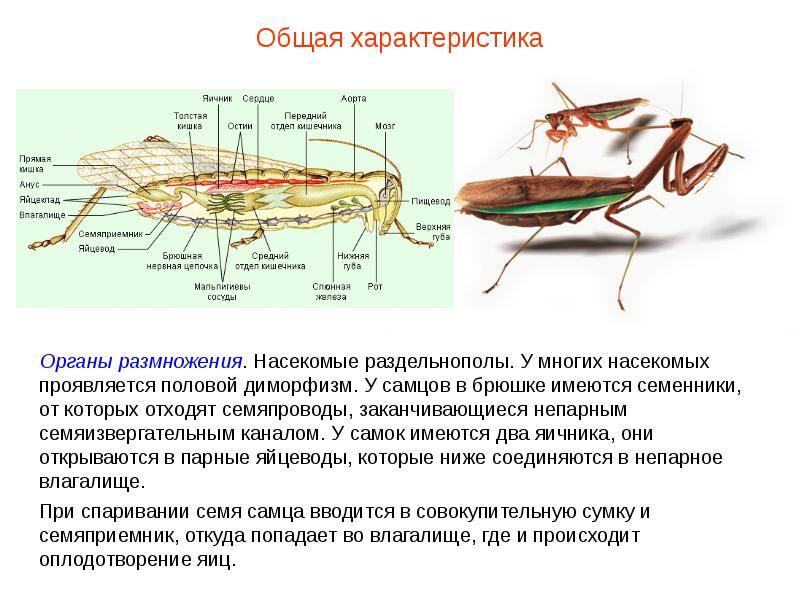 Класс насекомые общая. Органы размножения насекомых. Характеристика размножения насекомых. Насекомые раздельнополые. Органы размножения класс насекомые.