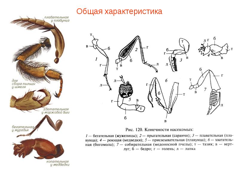 Какими цифрами на рисунке обозначены прыгательная и копательная конечности насекомых