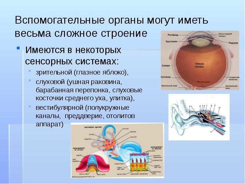 Интеллектуальные сенсорные системы презентация