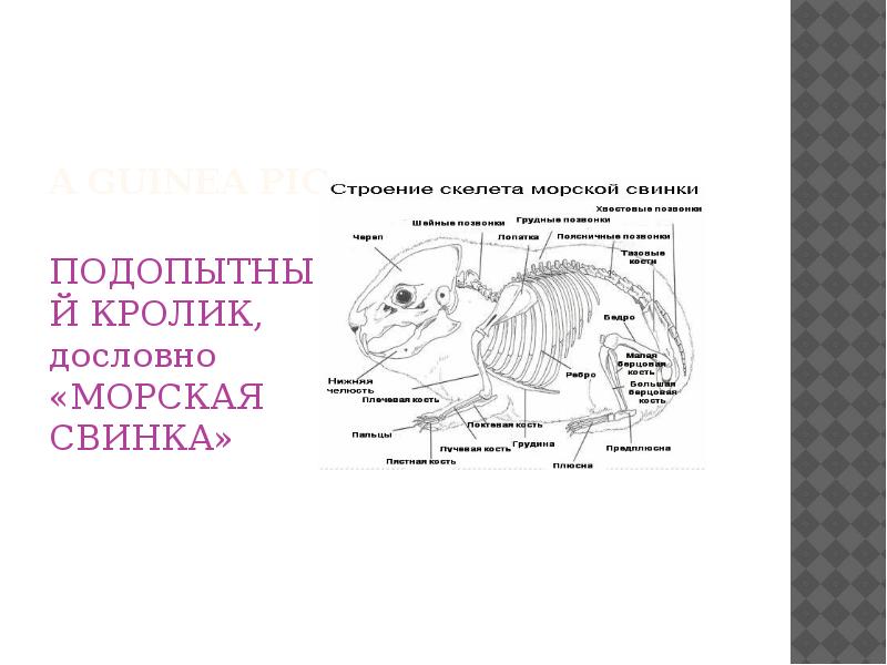 Строение морской свинки
