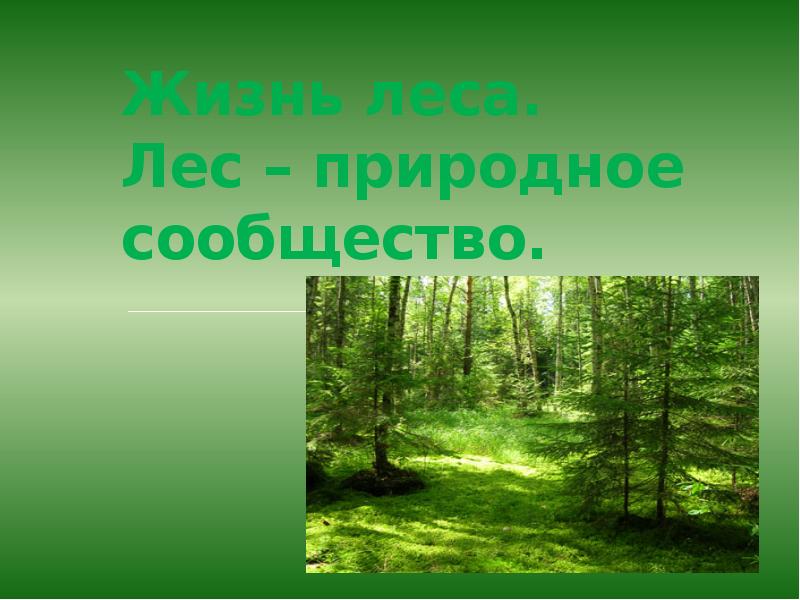 Природные сообщества видео. Природное сообщество лес. Природные сообщества картинки. Природное сообщество соснового леса. Природное сообщество Сосновый лес.