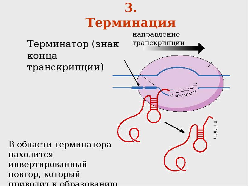 Репликация трансляция. Репликация транскрипция трансляция. Сходство репликации и транскрипции. Репликация 2) транскрипция 3) трансляция. Транскрипция трансляция терминация.