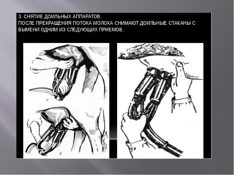 Технология доения коров презентация