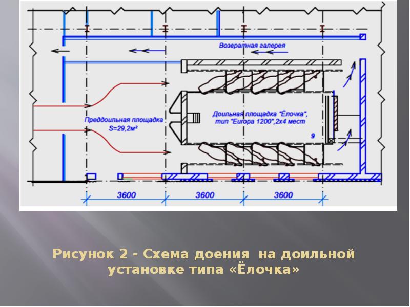 Овсинх для коров схема