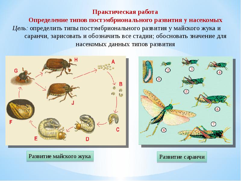 Решение задания по фото биология