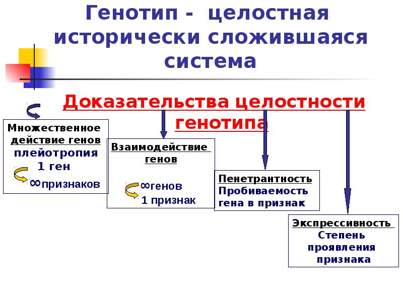 Взаимодействие генотипа и среды при формировании признака презентация 10 класс