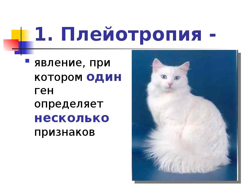 При котором один. Эпистаз. Плейотропия примеры у человека. Аменсализм примеры взаимоотношений. Аменсализм это в экологии.