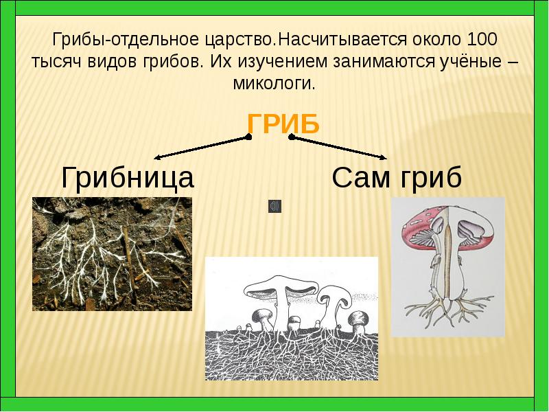 Грибы 7 класс. Грибы отдельное царство. Грибы это растения. Грибы как отдельное царство. Царство грибов и растений.