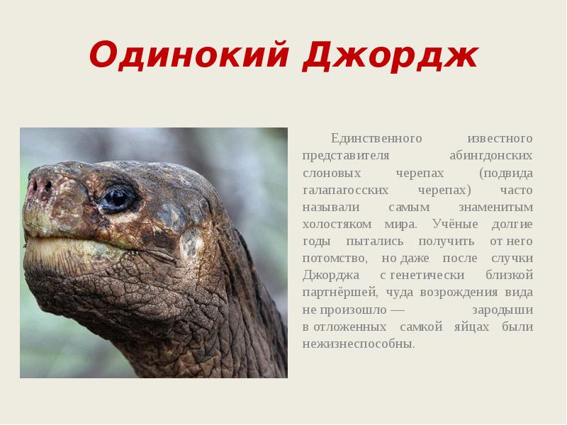 Джордж перевод на русский. Одинокий Джордж. Черепаха Джордж. Слоновая черепаха одинокий Джордж. Слоновая черепаха доклад.