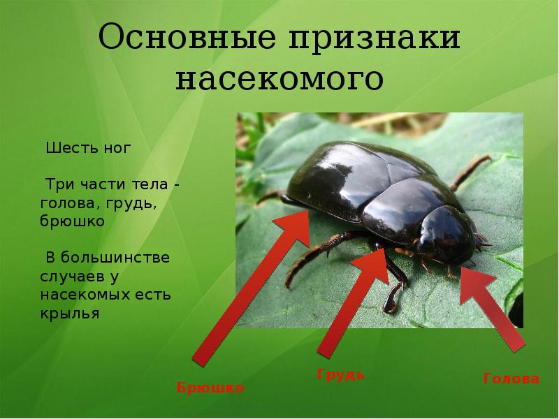 Насекомые 3 класс. Насекомые шесть ног. Класс насекомые питание. У насекомых есть 6 ног. Класс насекомые голова.