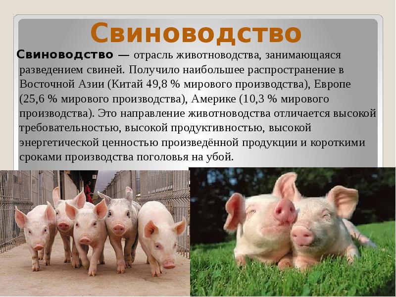 Содержание животных элемент технологии производства животноводческой продукции презентация 6 класс