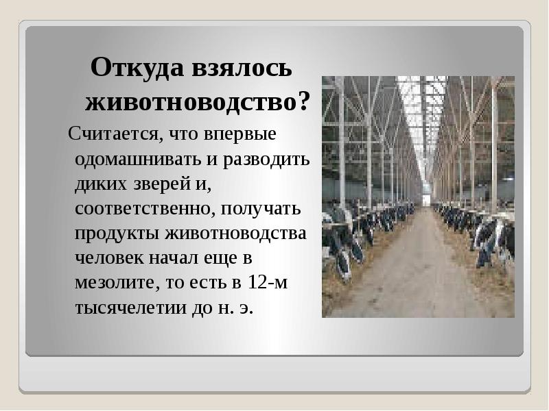 Содержание животных элемент технологии производства животноводческой продукции презентация 6 класс