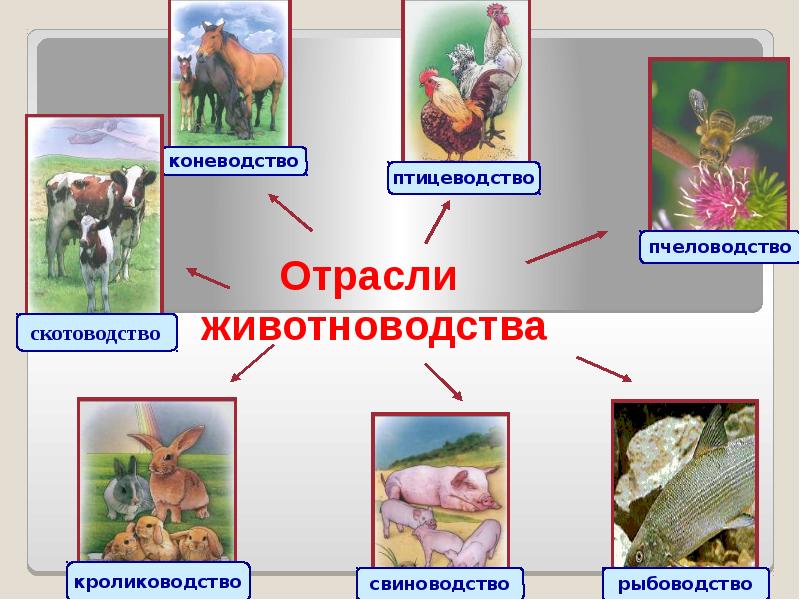 Получение продукции животноводства 8 класс технология презентация