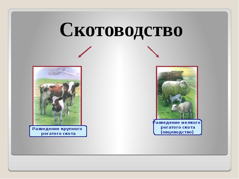 Животноводство как технология выращивания животных 6 класс презентация по технологии