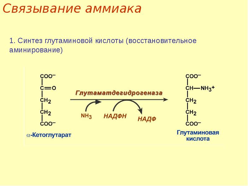 Временное обезвреживание аммиака виды