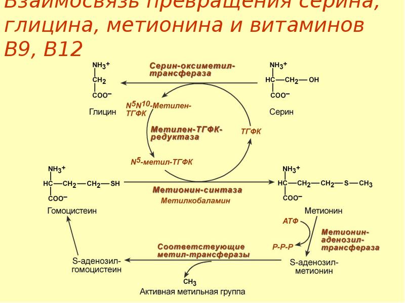 Особенности обмена глицина. Метаболические превращения Серина. Превращение Серина в метионин. Взаимопревращение Серина и глицина. Схема превращений цистеина и глицина.