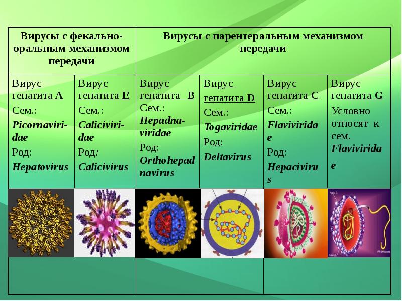 Механизм вирусного гепатита. Классификация вирусов гепатита. Вирусные гепатиты с парентеральным механизмом передачи. Гепатит а таксономия. Вирус гепатита а таксономия.