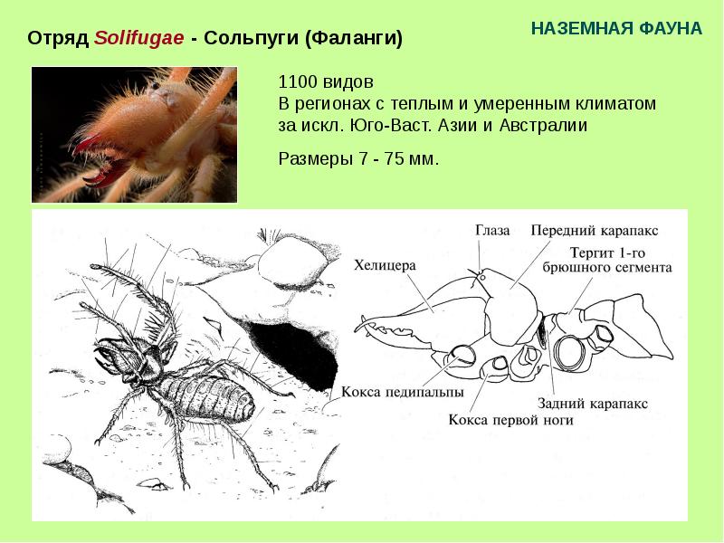 Сольпуга ареал обитания карта
