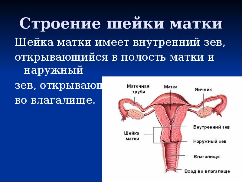 Зев открыл. Влагалищная часть шейки матки анатомия. Внутренний маточный зев. Шейка матки анатомия строение. Строение шейки и цервикального канала.