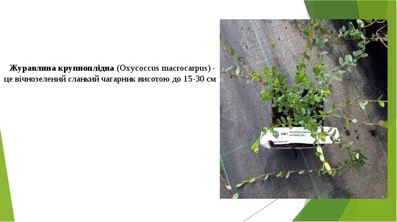 Журавлина крупноплідна (Oxycoccus macrocarpus) - це вічнозелений сланкий чагарник висотою до Журавлина крупноплідна (Oxycoccus macrocarpus) - це вічнозелений сланкий чагарник висотою до