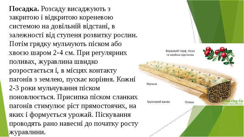Посадка. Розсаду висаджують з закритою і відкритою кореневою системою на довільній відстані, Посадка. Розсаду висаджують з закритою і відкритою кореневою системою на довільній відстані,