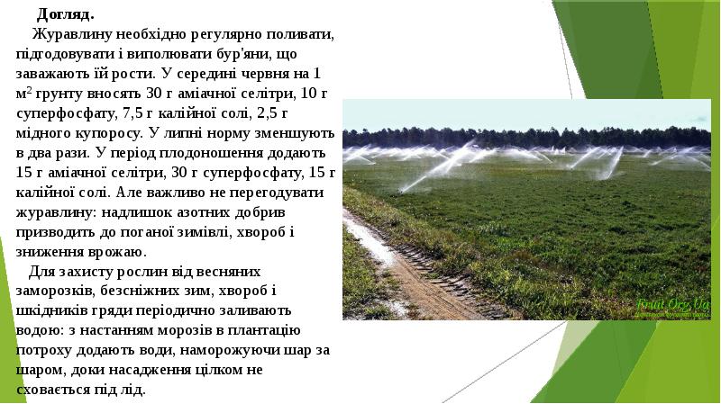 Догляд. Журавлину необхідно регулярно поливати, підгодовувати і виполювати бур'яни, Догляд. Журавлину необхідно регулярно поливати, підгодовувати і виполювати бур'яни,
