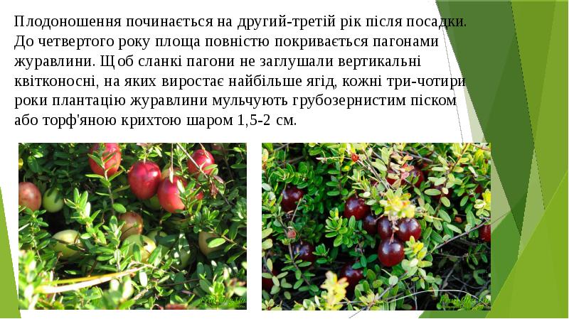 Плодоношення починається на другий-третій рік після посадки. До четвертого року площа Плодоношення починається на другий-третій рік після посадки. До четвертого року площа