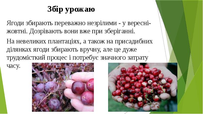 Збір урожаю
Ягоди збирають переважно незрілими - у вересні-жовтні. Дозрівають Збір урожаю
Ягоди збирають переважно незрілими - у вересні-жовтні. Дозрівають