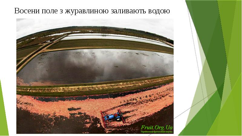 Восени поле з журавлиною заливають водою Восени поле з журавлиною заливають водою