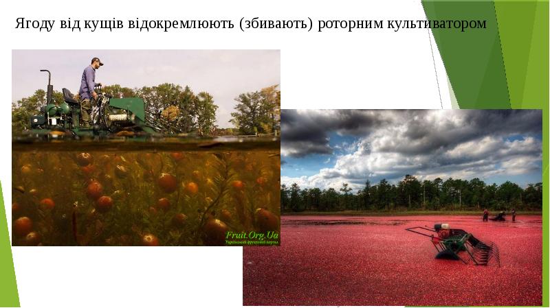 Ягоду від кущів відокремлюють (збивають) роторним культиватором Ягоду від кущів відокремлюють (збивають) роторним культиватором