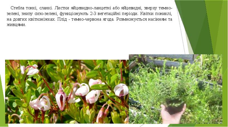 Стебла тонкі, сланкі. Листки яйцевидно-ланцетні або яйцевидні, зверху темно-зелені, знизу сизо-зелені, Стебла тонкі, сланкі. Листки яйцевидно-ланцетні або яйцевидні, зверху темно-зелені, знизу сизо-зелені,